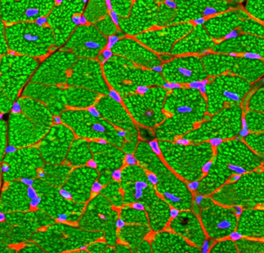 Development and Pathophysiology of the Cardiovascular System